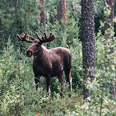 En älg i skogsmiljö, Wild Sweden tar dig bla. på älgsafari. Foto: Pressbild/ Joop Bierling