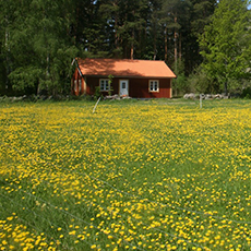 En äng med smörblommor och en röd stuga från Spännars. Foto: Pressbild En äng med smörblommor och en röd stuga från Spännars. Foto: Pressbild