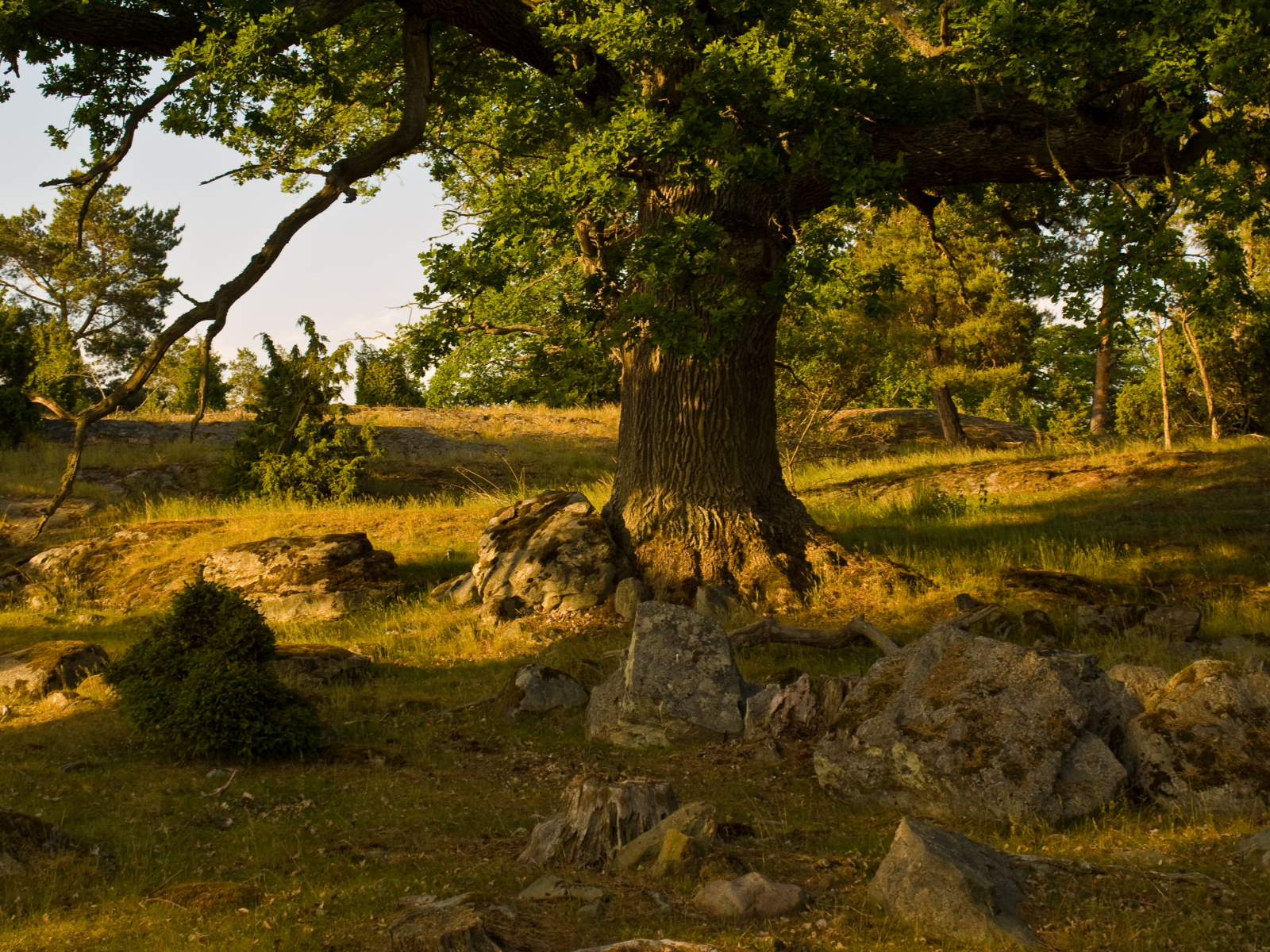Vandring på Ängsö i Västerås. Foto: Mostphotos Vandring på Ängsö i Västerås. Foto: Mostphotos