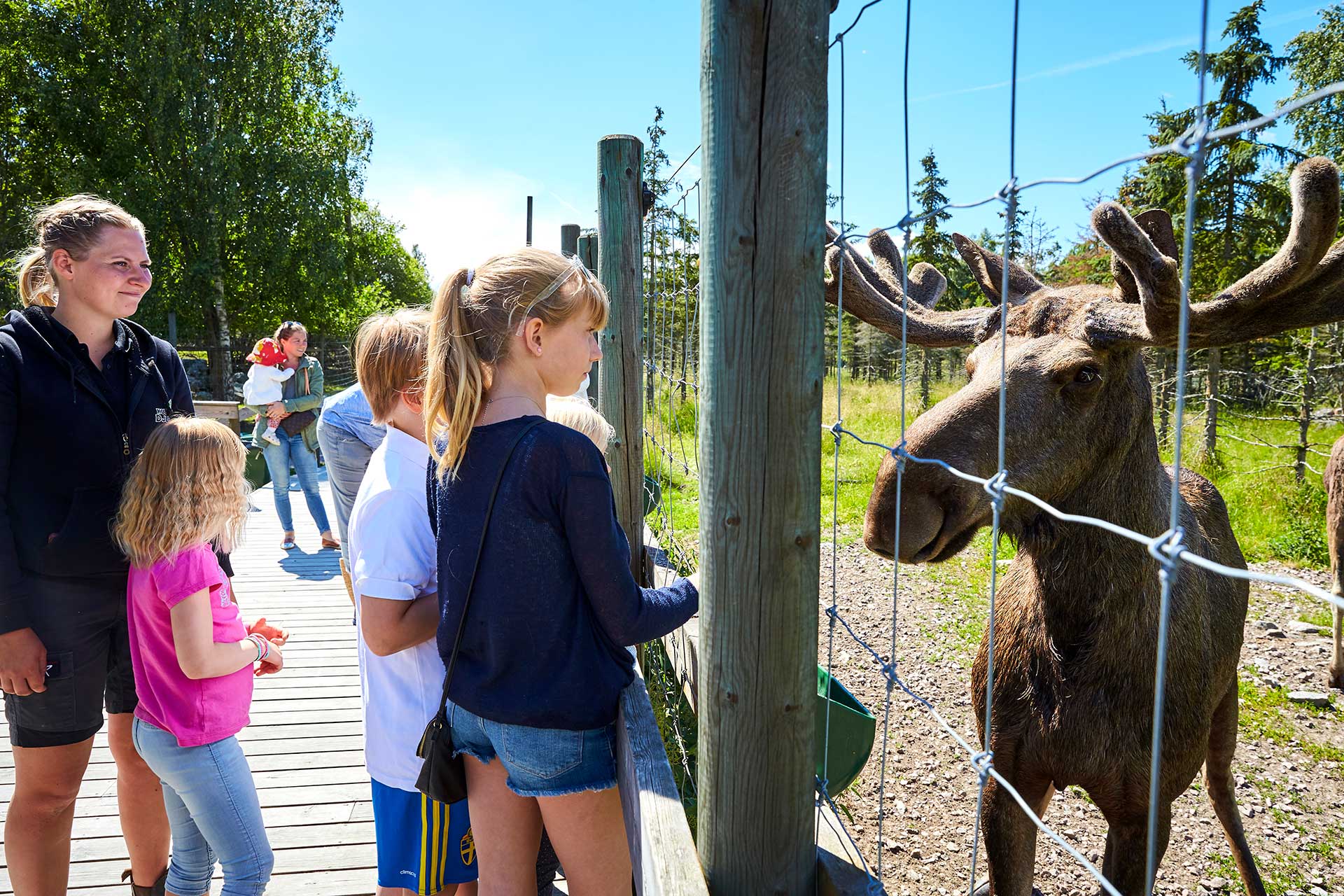 Några barn hälsar på en älg på Kungsbyns djurpark i Västerås. Fotograf: BildeN Några barn hälsar på en älg på Kungsbyns djurpark i Västerås. Fotograf: BildeN
