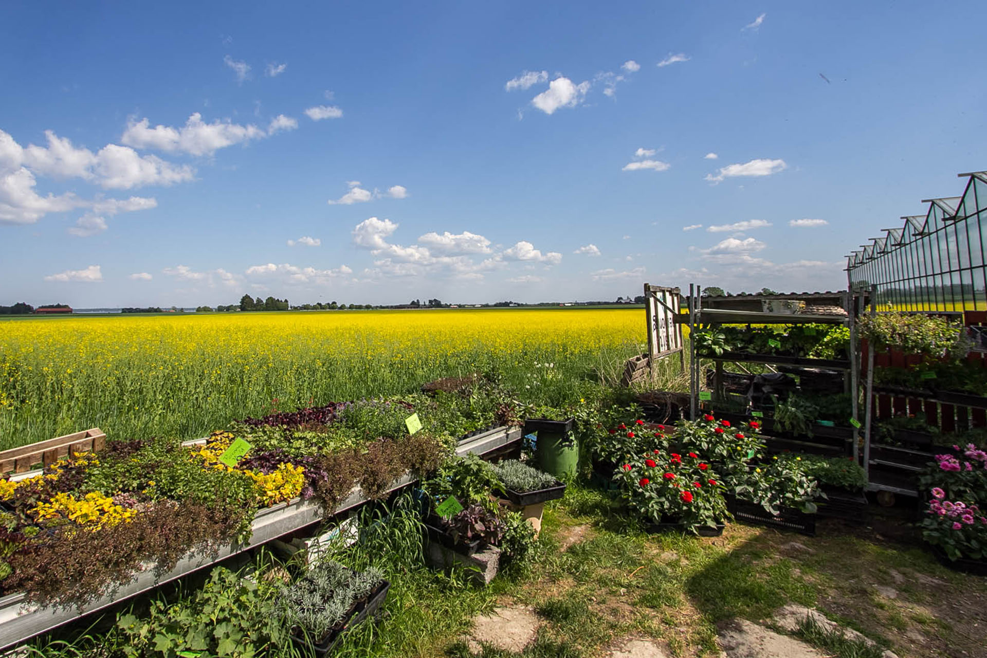 En sommaräng med gula blommor En sommaräng med gula blommor