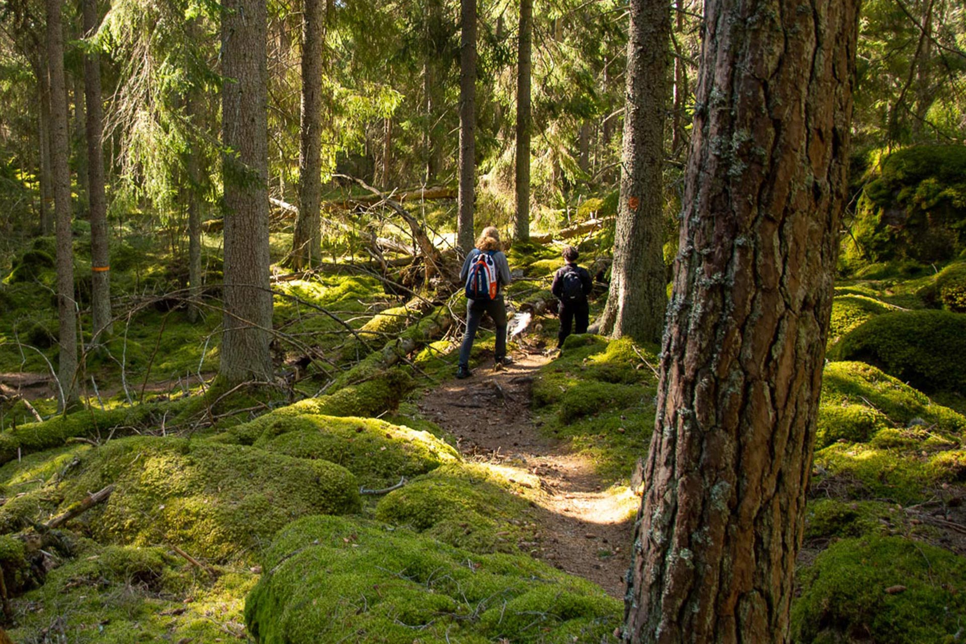Ett par vandrar i naturen i rodgolen i Norrköping Ett par vandrar i naturen i rodgolen i Norrköping