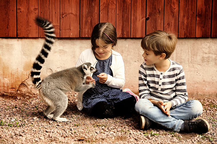 Barn hälsar på en lemur hos Kungsbyn i Västerås. Barn hälsar på en lemur hos Kungsbyn i Västerås.