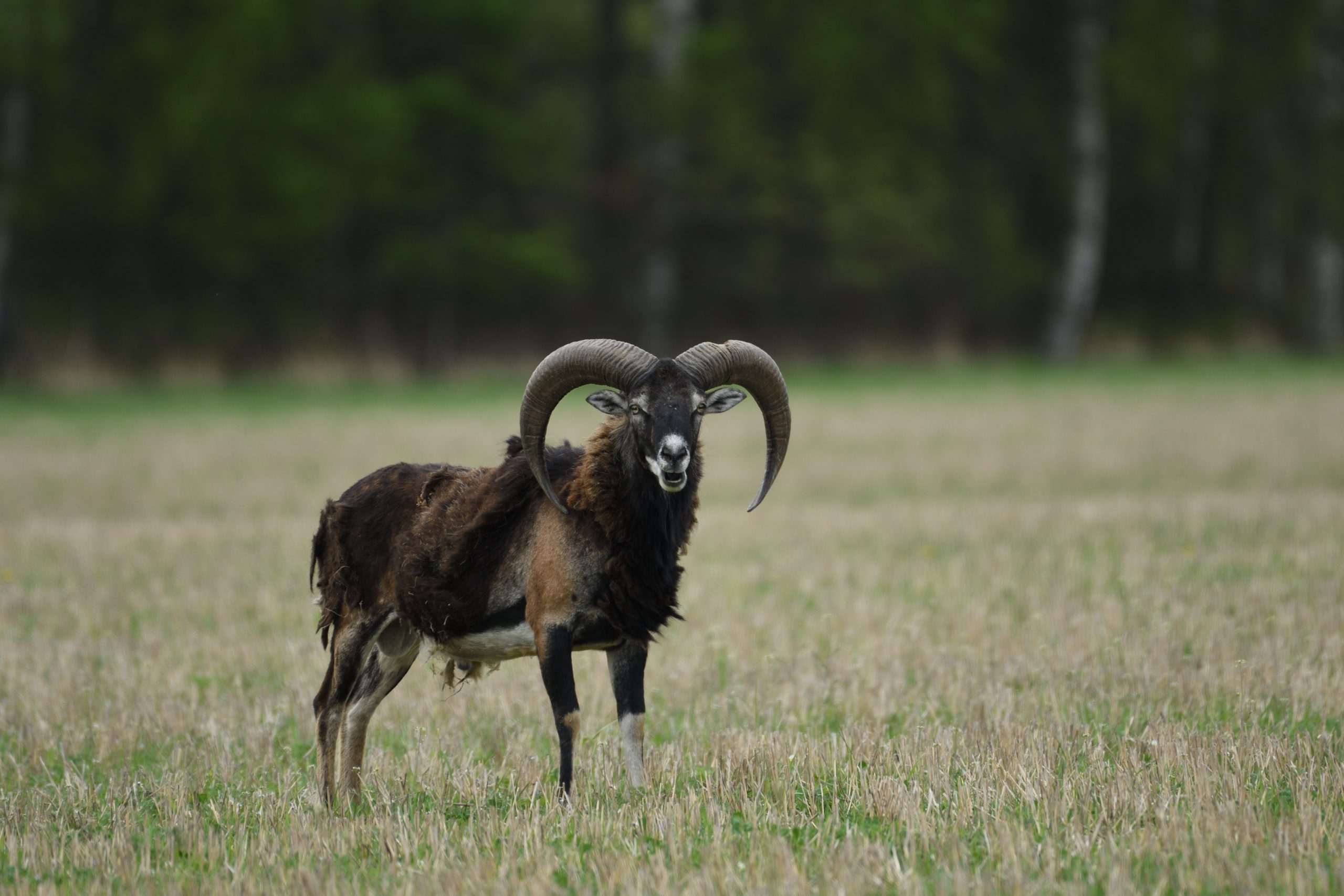 En mufflonbagge står på en äng med sina mäktiga horn. Foto: Mostphotos En mufflonbagge står på en äng med sina mäktiga horn. Foto: Mostphotos