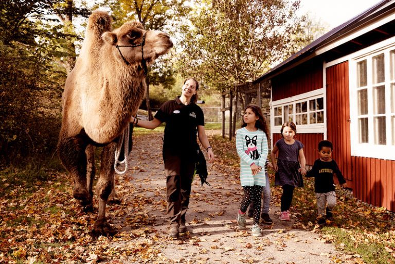 Djurskötare på pormenad med en kamel och några barn. Pressfoto. Djurskötare på pormenad med en kamel och några barn. Pressfoto.