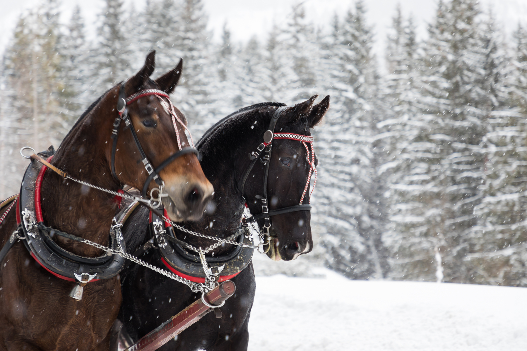 Två hästar ute med häst och vagn. Fotograf: Mostphotos Två hästar ute med häst och vagn. Fotograf: Mostphotos