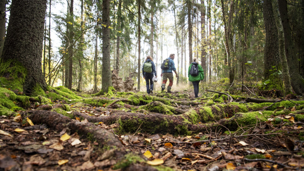 Tre personer vandrar inne i skogen. Fotograf: Jonas Bilberg