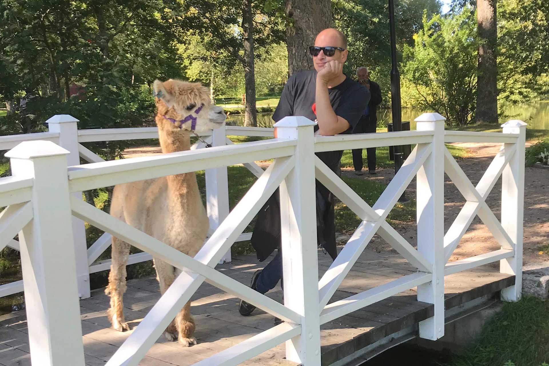 Det står en man och en alpaca på en bro. Fotograf: Pressbild Det står en man och en alpaca på en bro. Fotograf: Pressbild