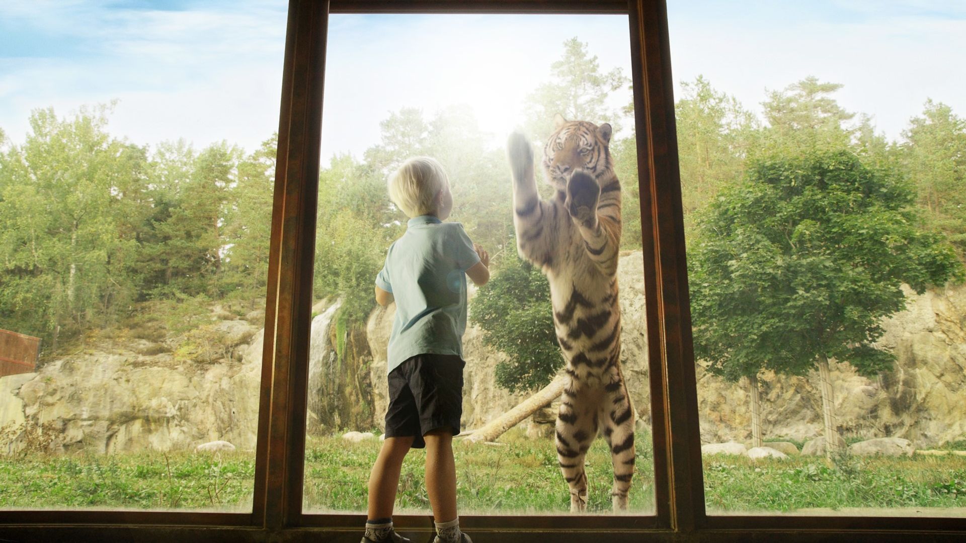 En pojke och en tiger står mot en glasruta på kolmården. Fotograf: Pressbild Norrköping
