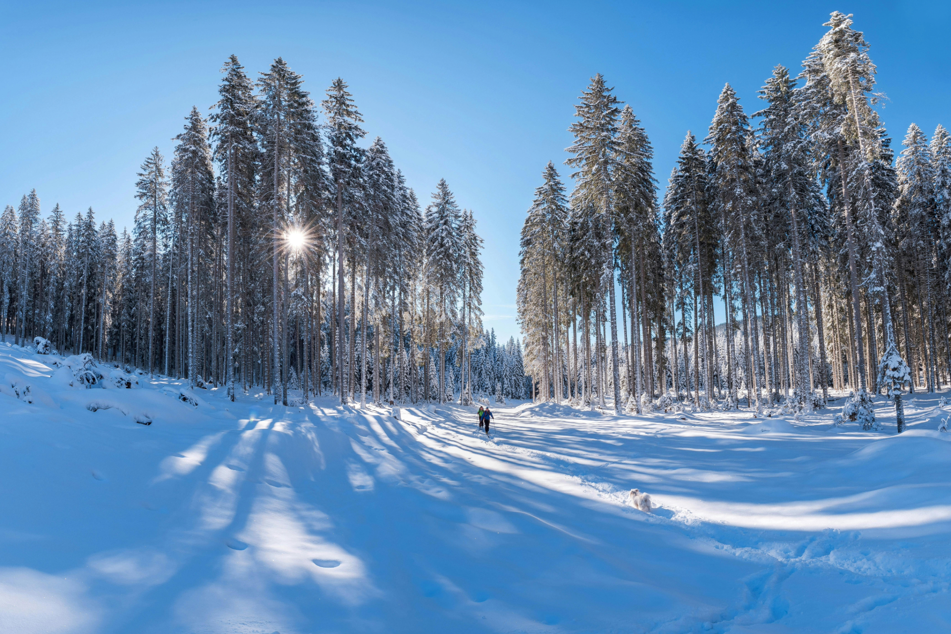 Vinterlandskap med stora trädtoppar sol och längskidåkare. Fotograf: Dickens värdshus