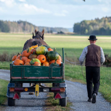 En bonde med en häst som drar en vagn fylld av pumpor. Foto: Pressbild