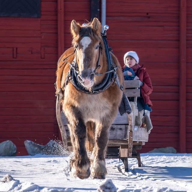 En person åker slåde bakom en häst på snön