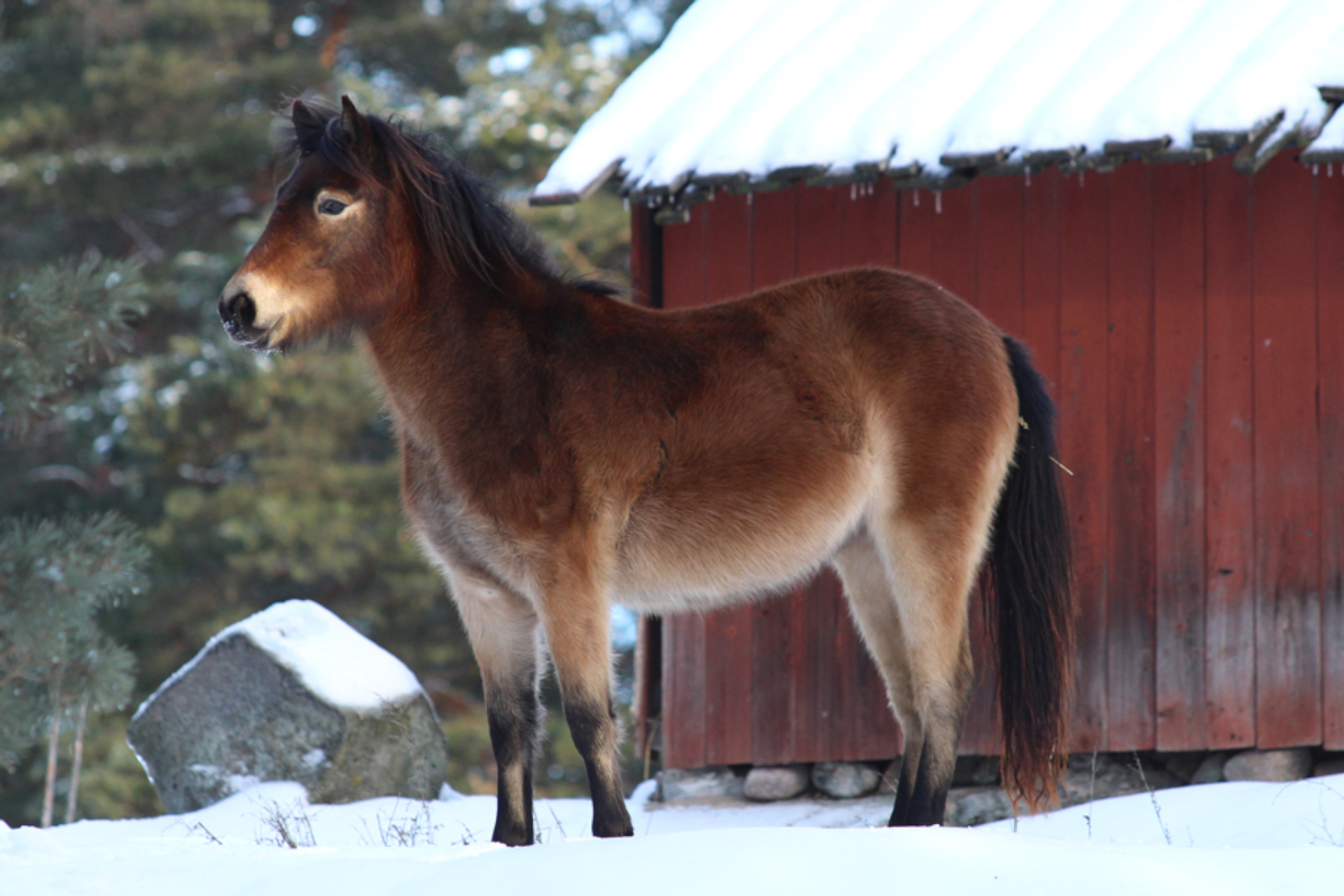 Brun häst i vintrig miljö. Foto: Vallby Friluftsmuseum
