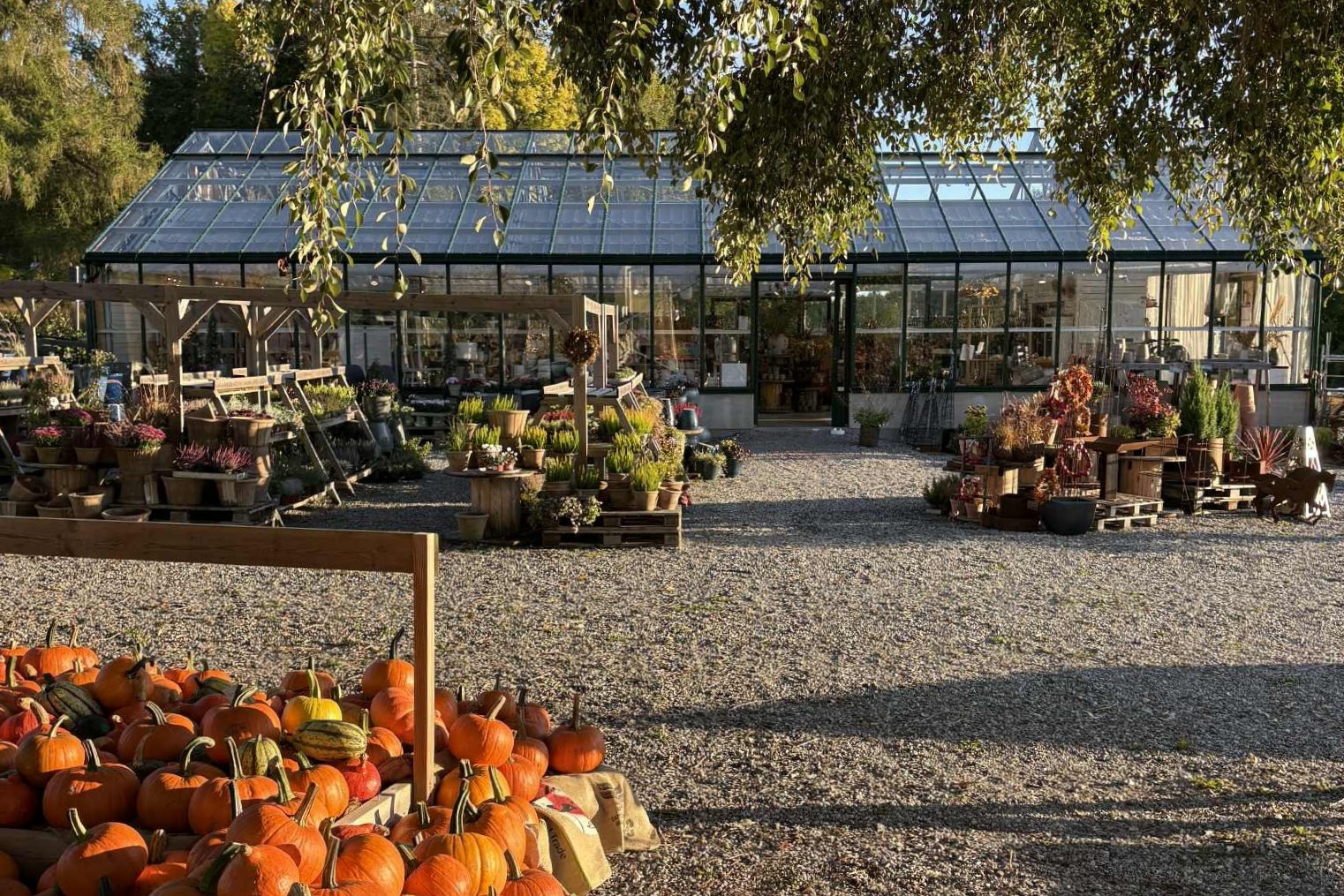 Ett stort växthus omgiven om växter och med pumpor i förgrunden
