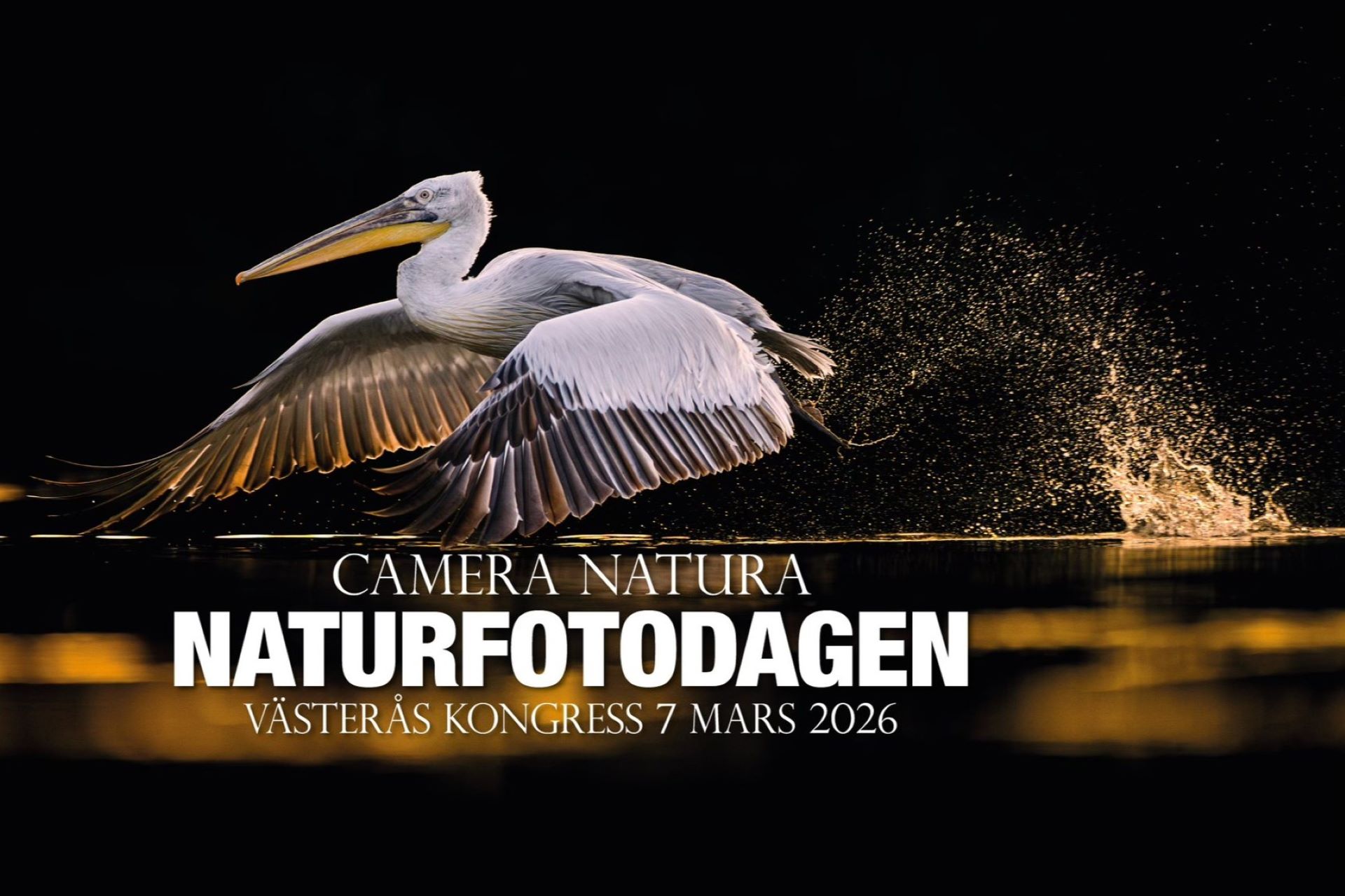 Pressbild för Naturfotodagen. En pelikan som lyfter från vattnet.