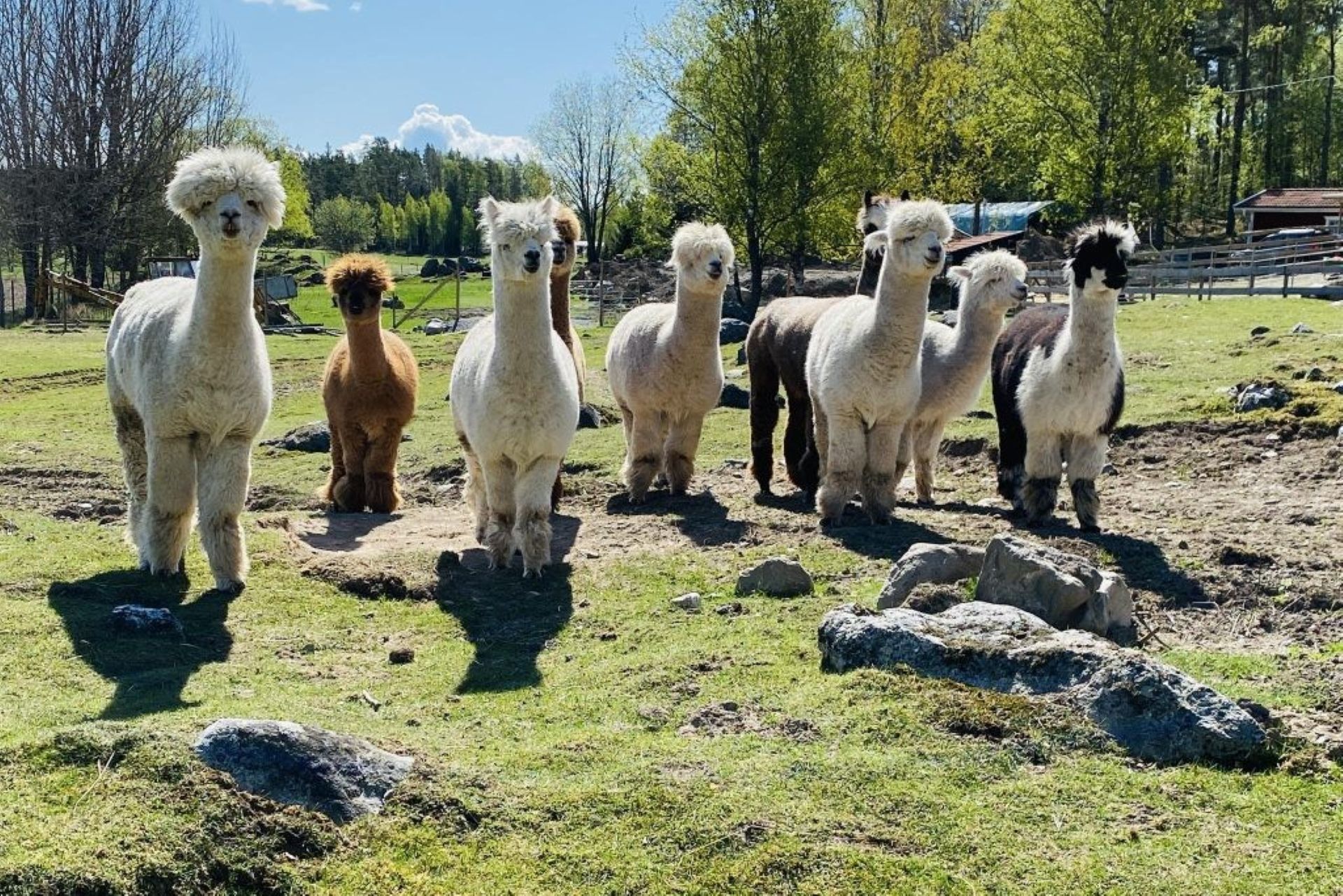 Nio alpackor står i en solig hage och tittar in i kameran.
