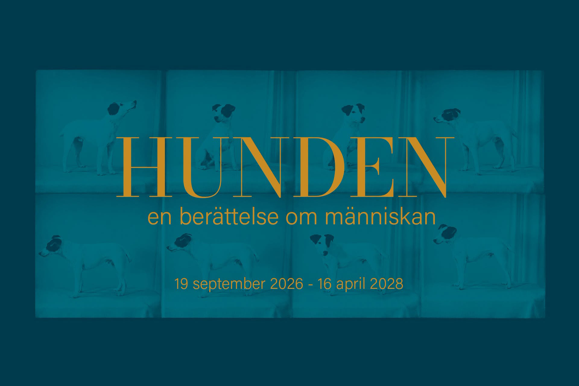 Pressbild för utställningen Hunden - En berättelse om människan som visas på Västmanlands läns museum mellan 19 september 2026 och 16 april 2028. Porträtt. Stående hund (1957), fotograf Gustaf Åhman, Västmanlands läns museum. PDM