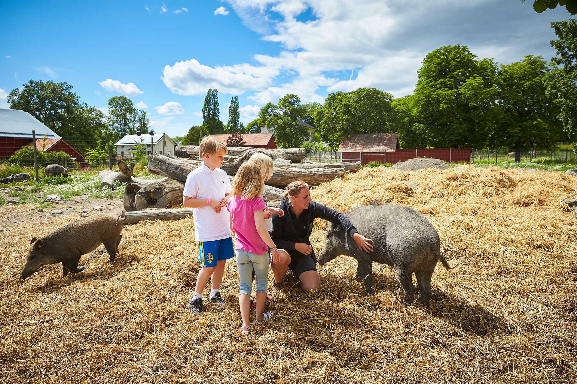 Barn klappar grisar på Kungsbyns Djurpark i Västerås. Fotograf: BildeN Barn klappar grisar på Kungsbyns Djurpark i Västerås. Fotograf: BildeN